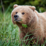 Urso comendo erva-life