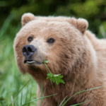 urso_comendo_herba